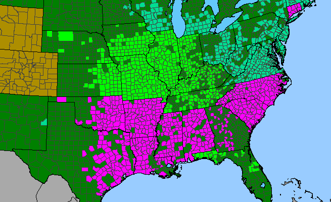 The range of Plantago aristata